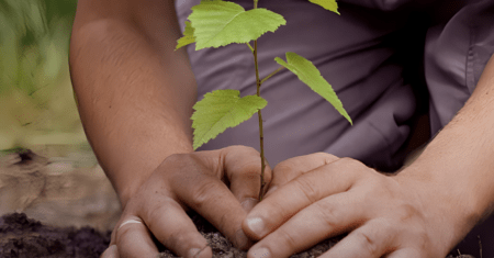 Adubo Caseiro capaz de fortalecer e fazer crescer saudável qualquer planta